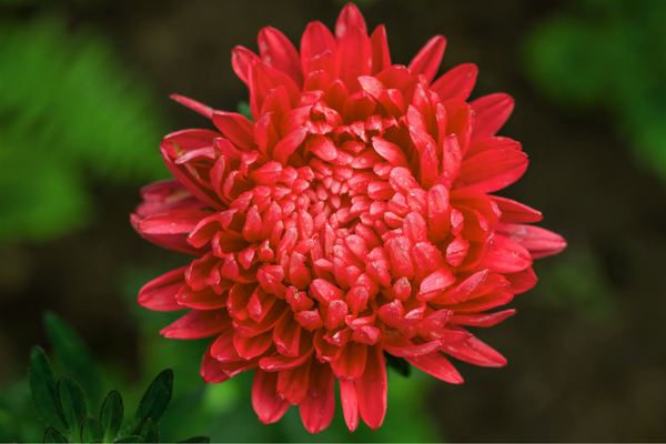 Scarlet Paeony Aster Seeds