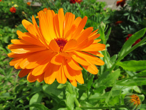 Pacific Beauty Orange Pot Marigold Seeds