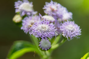 Mistflower Seeds