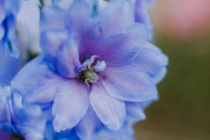 Rocket Larkspur Delphinium Seeds