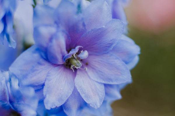 Rocket Larkspur Delphinium Seeds
