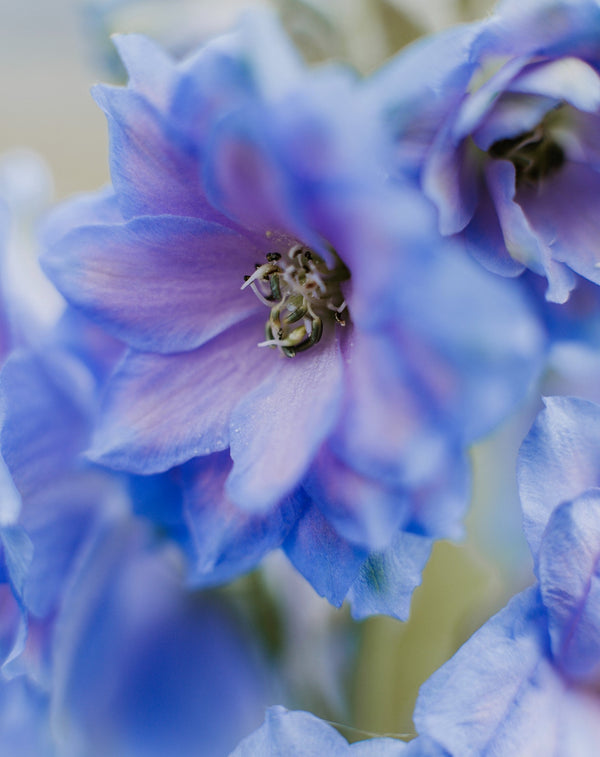 Rocket Larkspur Delphinium Seeds