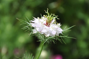 Red Pod Nigella Seeds
