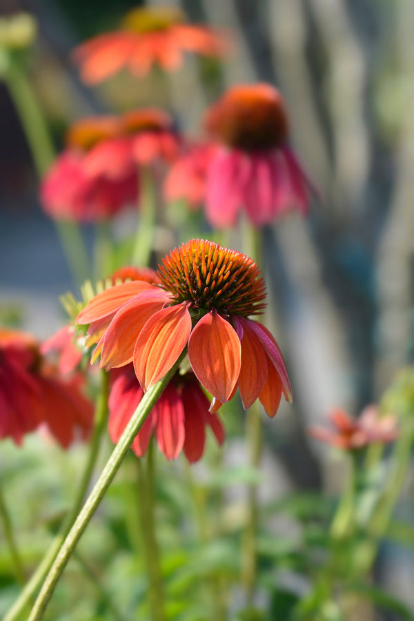 Cheyenne Spirit Coneflower Seeds