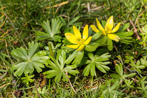 Winter Aconite Seeds