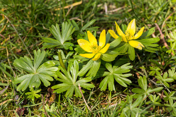 Winter Aconite Seeds