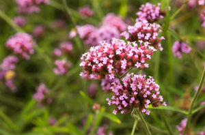 Common Vervain Seeds