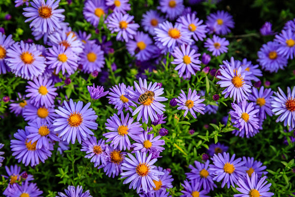 Rice Button Aster Seeds