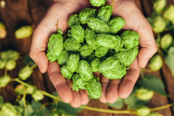 Common Hops Seeds