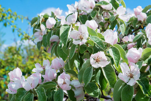 Common Culinary Quince Seeds