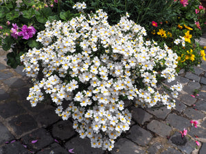 White Knight Nemesia Seeds
