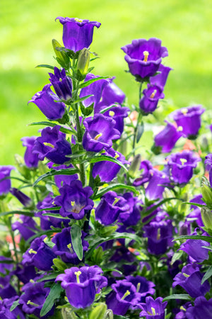 Blue Canterbury Bells Seeds