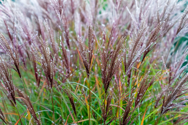Red Maiden Grass Seeds