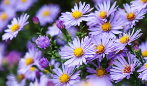 Rice Button Aster Seeds