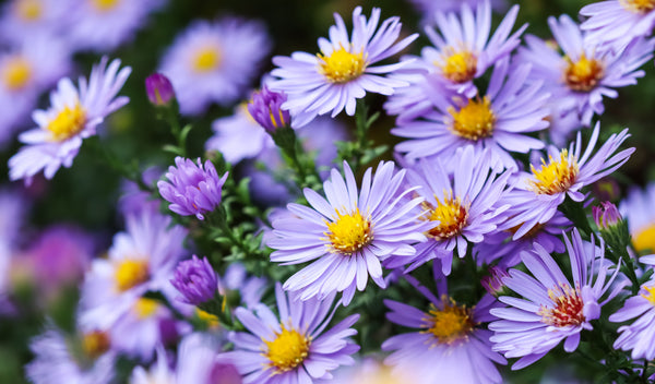 Rice Button Aster Seeds