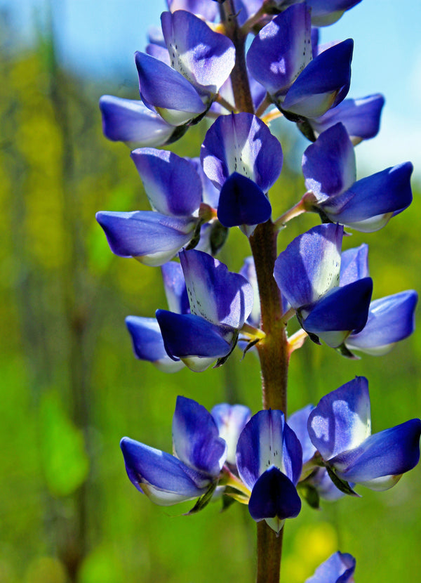 Arroyo Lupine Seeds