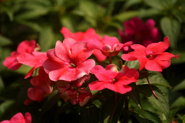 Meadow Phlox Seeds