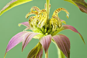 Spotted Bee Balm Seeds