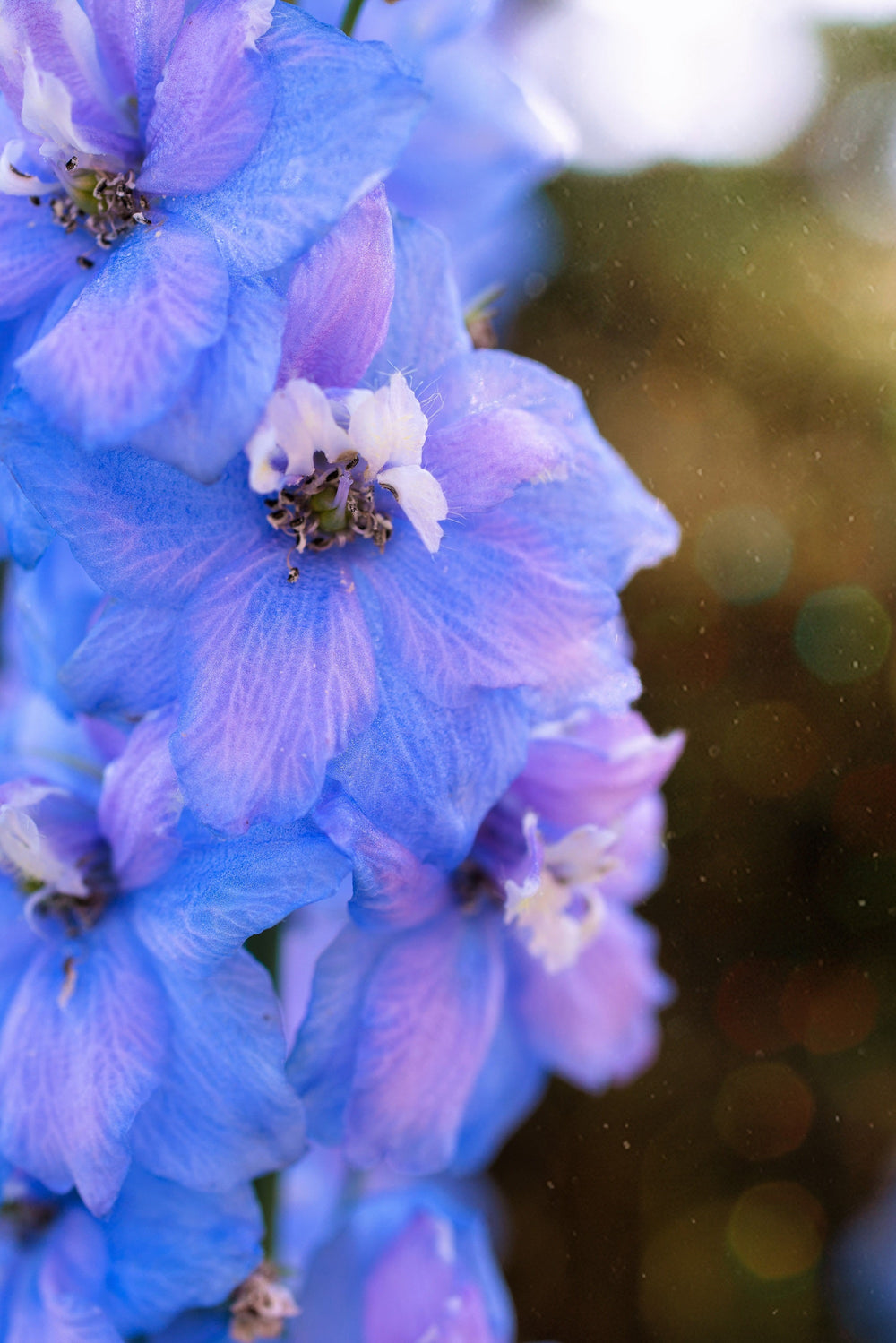 Rocket Larkspur Delphinium Seeds