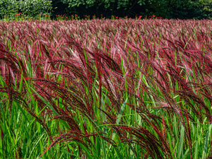 Red Maiden Grass Seeds