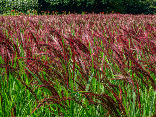 Red Maiden Grass Seeds