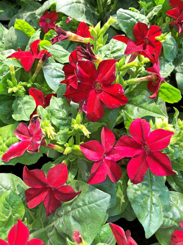 Nicotiana Crimson King Seeds
