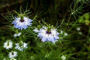 Love In A Mist Fennel Flower Seeds - Blue and White Mix