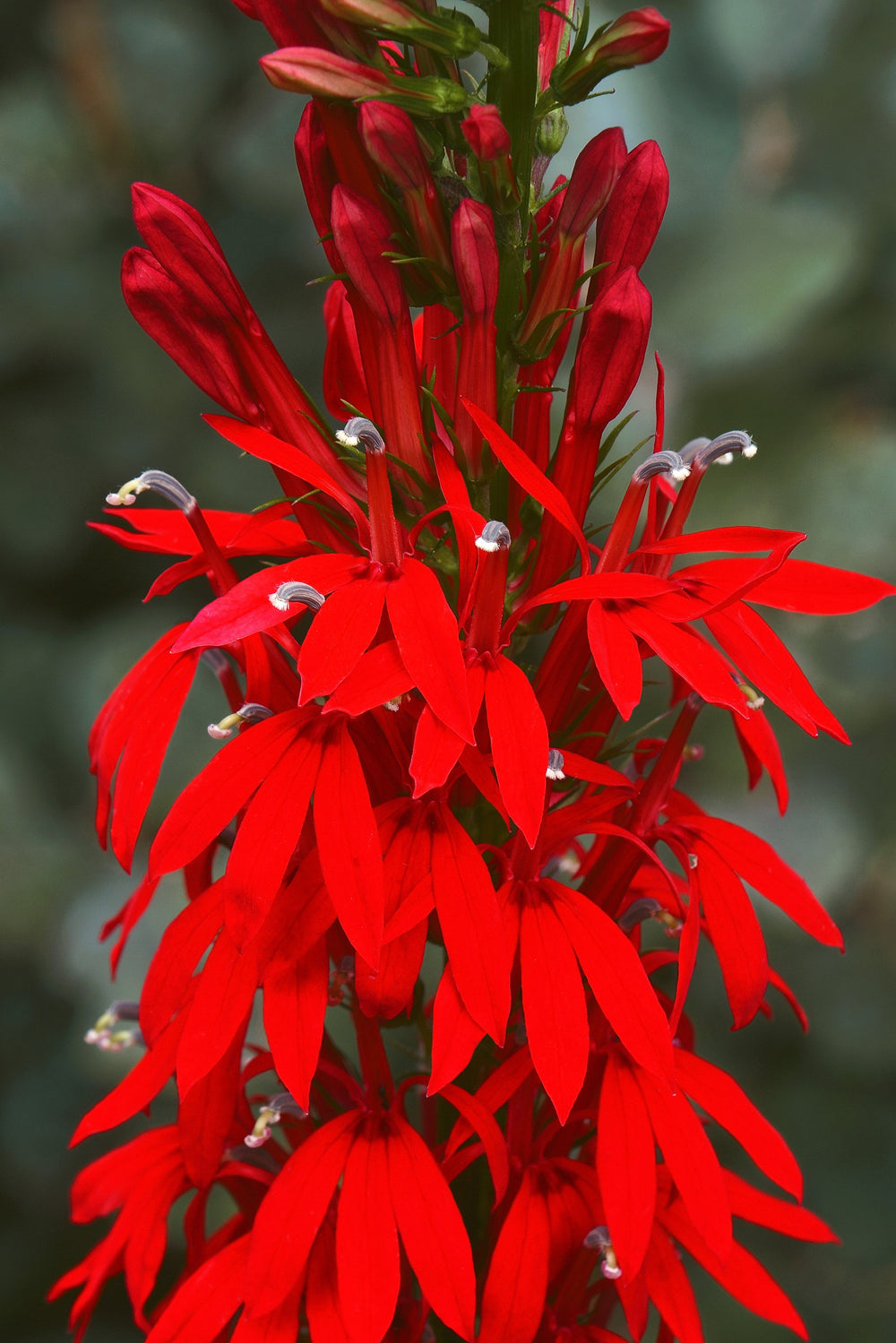 Cardinal Flower Seeds