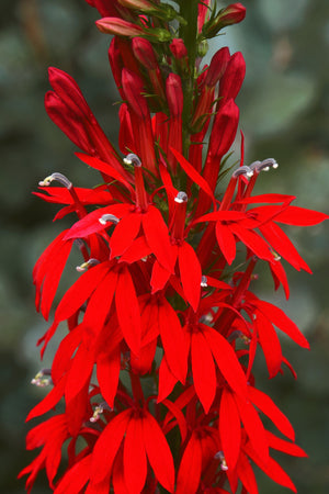 Cardinal Flower Seeds
