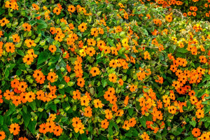 Black-Eyed Susan Vine Seeds - Mixed Thunbergia