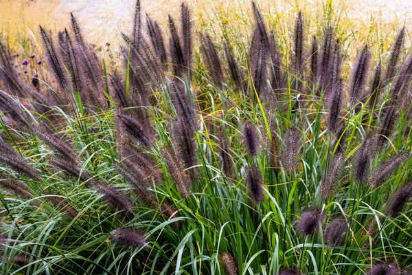 Dwarf Black Fountain Grass Seeds