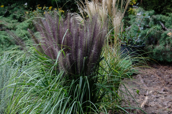 Dwarf Black Fountain Grass Seeds