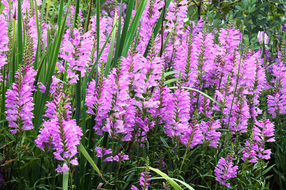 Pink Showy Obedient Plant Seeds