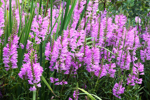 Pink Showy Obedient Plant Seeds