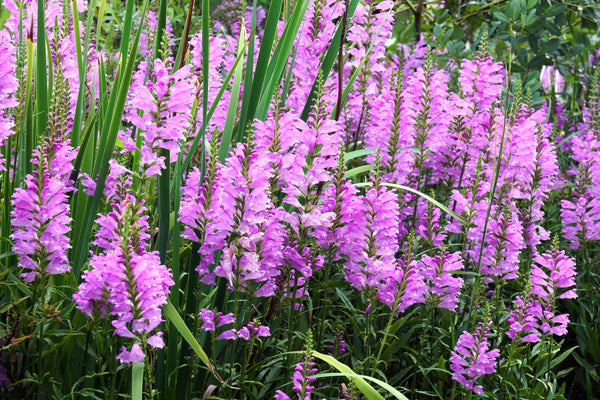 Pink Showy Obedient Plant Seeds