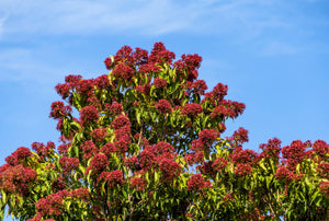 Heptacodium Seeds