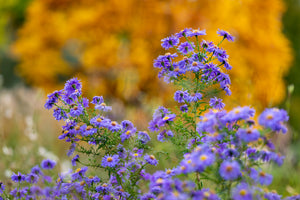 Rice Button Aster Seeds