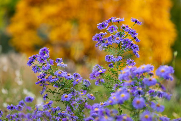 Rice Button Aster Seeds