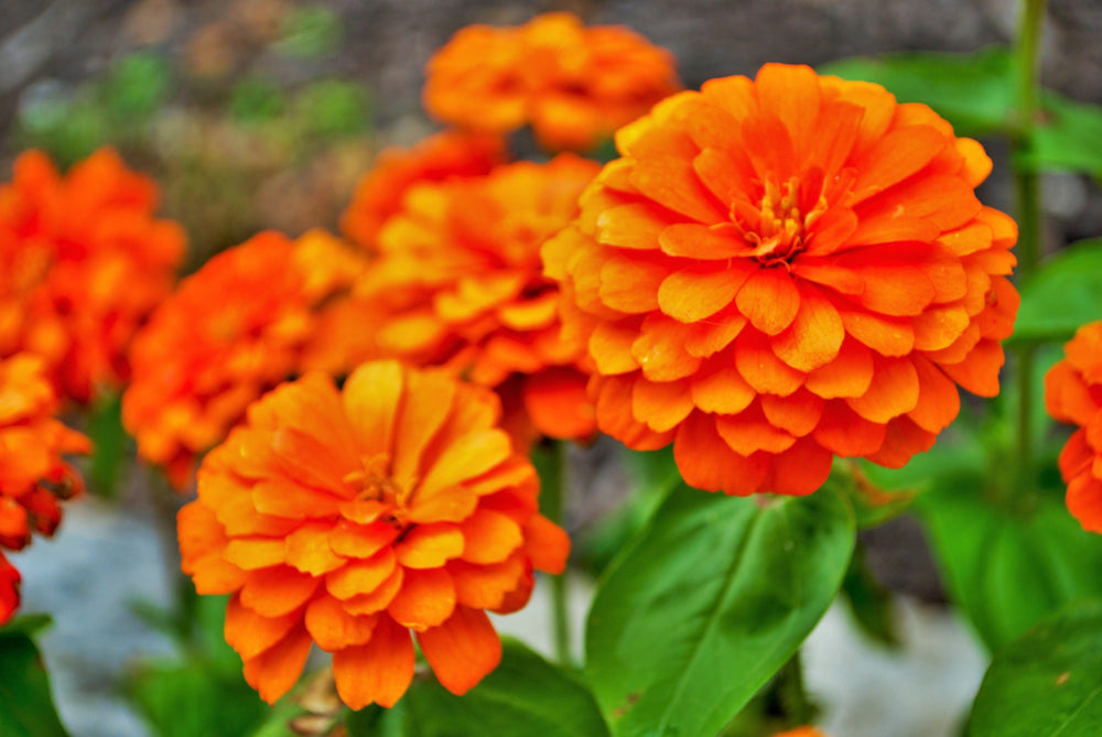 Orange King Zinnia Seeds