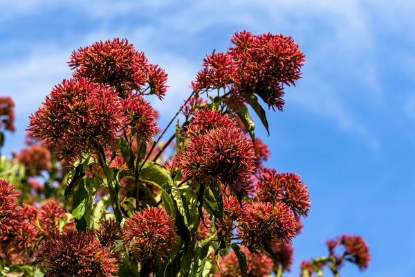 Heptacodium Seeds