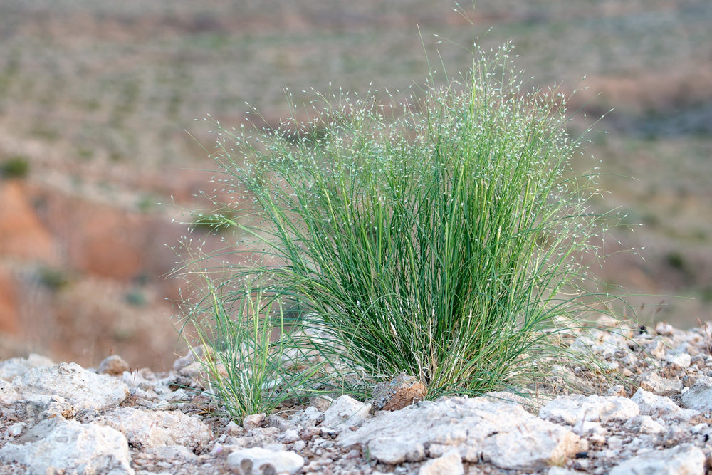Indian Ricegrass 'Nezpar' Seeds