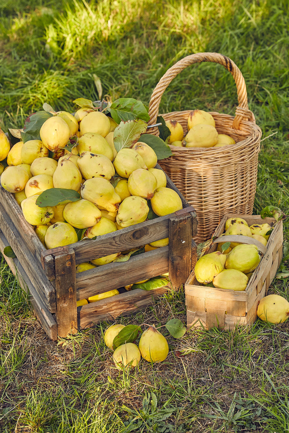 Common Culinary Quince Seeds