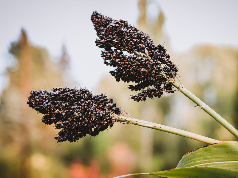 Black Amber Cane Sorghum Seeds - Certified Organic