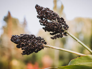 Black Amber Cane Sorghum Seeds - Certified Organic