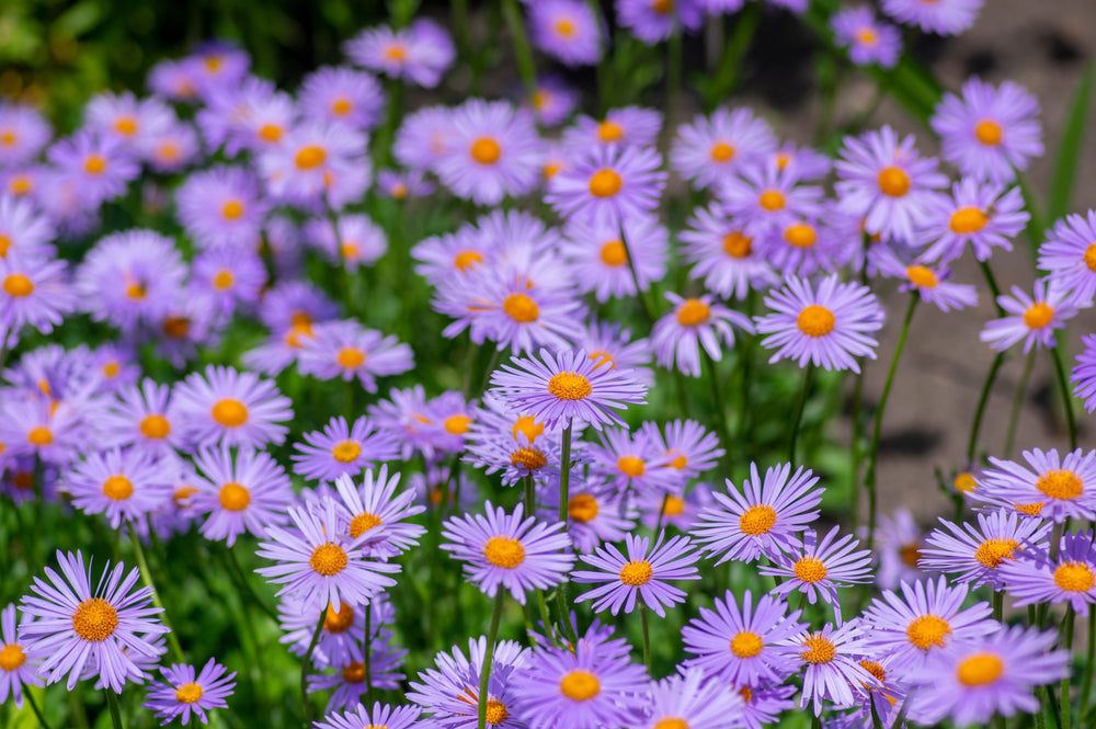 East Indies Aster Seeds