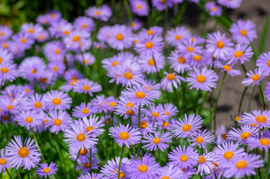 East Indies Aster Seeds