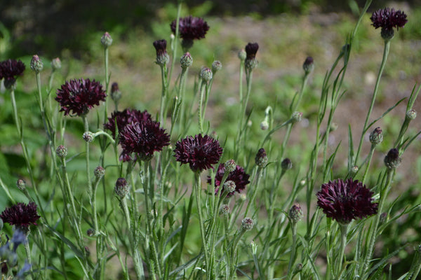 Black Bachelor's Button Seeds