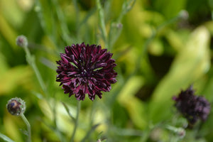 Black Bachelor's Button Seeds