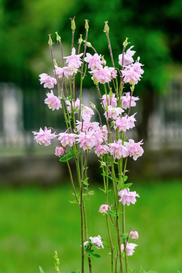 Tall Double Columbine Seeds (Mixed Colors)