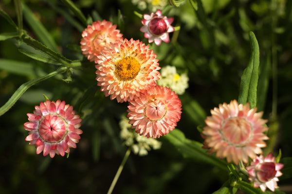Organic Apricot & Peach Strawflower Seeds